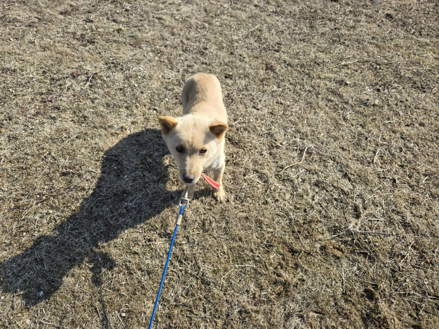 홍천군유기동물보호소_442425202500027